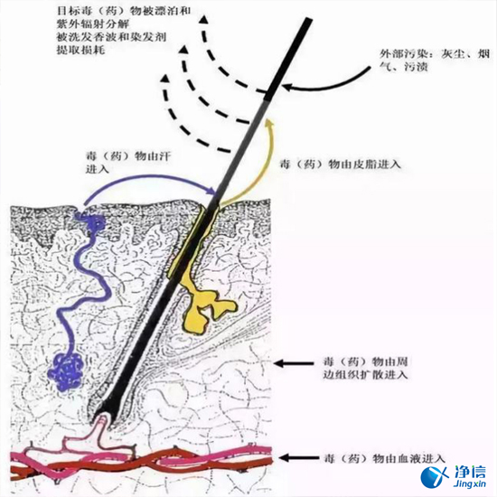  毛發毒品檢測儀檢測腿毛竟可以測出吸毒?做了全身脫毛也可以？